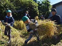 親子で楽しく行った稲刈り