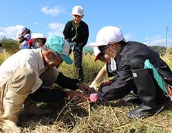 メンバーの指導で刈り取った稲を結束する児童ら