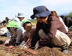 仲良くサツマイモを収穫する親子