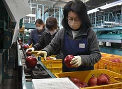 赤く色づいた「サンふじ」を選果する選果員ら（安曇野市三郷）