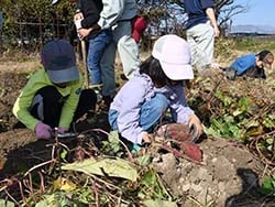 サツマイモを掘り取る児童