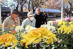 鮮やかな菊を鑑賞する観光客