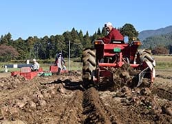 コンニャク芋の収穫作業