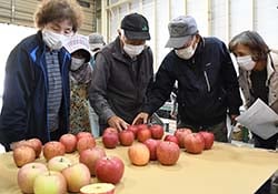 選果の基準を確認する生産者