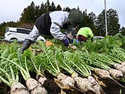 ずらりと並ぶ牧大根と収穫するメンバー（安曇野市穂高牧）