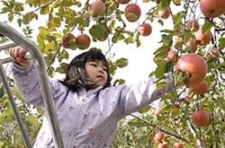 脚立に登ってリンゴ収穫に挑戦する子ども