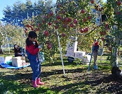 家族で協力してリンゴを収穫・箱詰めした