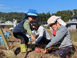 サツマイモを収穫する参加者