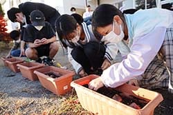 チューリップの球根を植える湖東小学校の児童