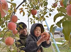 リンゴの収穫体験をする参加者