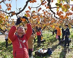 市田柿の収穫作業をする参加者