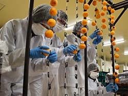 市田柿の吊るし作業を体験する生徒