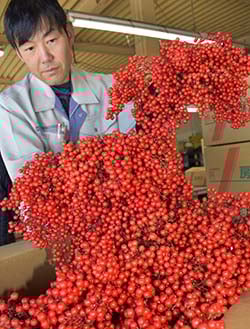 出荷最盛期の南天