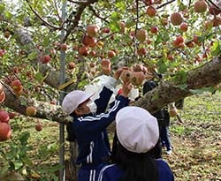 オリジナルシールを貼ったりんごを収穫する児童（下伊那郡松川町で）