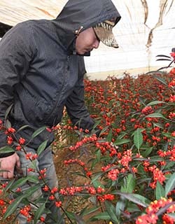収穫のタイミングを確認する生産者