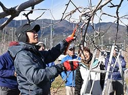 サンふじの樹で実演指導する榑沼課長代理（左）と生産者ら