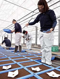セルリーの種を手作業で丁寧にまくJA職員