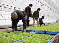 セルリー苗を持ち帰る生産者