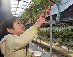 イチゴ狩りを楽しむ家族