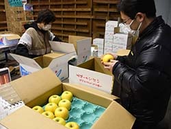 リンゴのリパック作業を行う職員
