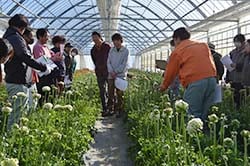 ラナンキュラスの規格を確認する生産者ら