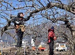 研究会の会員とナシ園の剪定をする宮下さん（左）