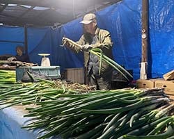 1本ずつ生産者が丁寧に行う土付きねぎの出荷作業（長野県喬木村で）