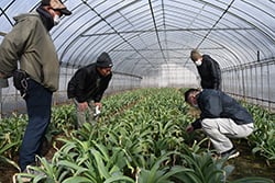 生育状況を確認する生産者ら
