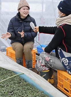 独立し、夫婦で初めてきくを育苗するハウスでSBCラジオの取材を受ける市川さん
