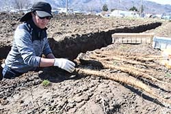 掘り取り作業を進める生産者