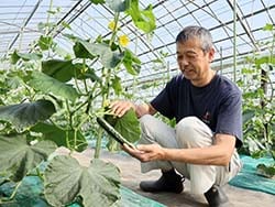 出荷間近のキュウリの生育を見守る小泉さん