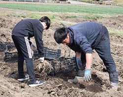 アスパラガスの定植苗を掘り起こす生産者親子
