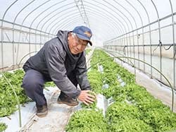 出荷を控えるエンダイブの「軟白処理」を行う守屋さん