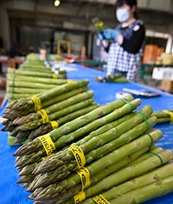 4月11日、ながの総合集出荷場　朝収穫されたばかりのアスパラガス