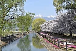 桜と芝桜が美しい「じてんしゃひろば」