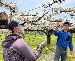 授粉作業に汗を流す高野さん
