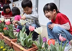 2年生からもらったチューリップを嬉しそうに眺める1年生