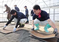 ハウス内に育苗箱を並べる「伏せ込み」を行う職員
