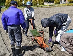 簡易定植機「ひっぱりくん」で苗を植える部員ら