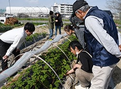 ほ場巡回で出荷直前の状況を確認