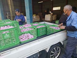 生産者が持ち込んだコンテナいっぱいの桜