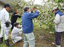 リンゴの花摘みに挑戦