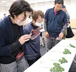 規格を確認する生産者