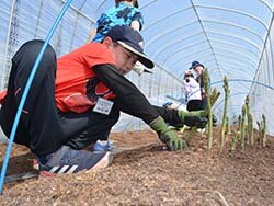 夢中になってアスパラガスを収穫する参加児童