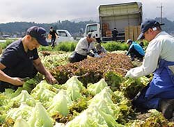 青年部員とJA職員が一緒に行うサニーレタスの収穫作業