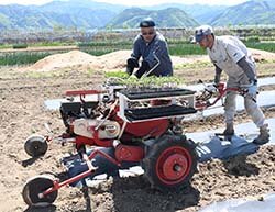 定植機でジュース用トマト苗を植える生産者