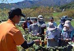 手作業での摘花を確認する生産者