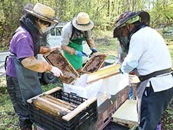 巣枠に溜まった蜜を手作業でとる社員