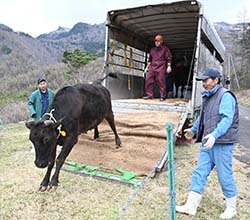 見守られながら牧場にむけて走り出す牛