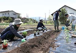 協力して野菜苗を植える職員